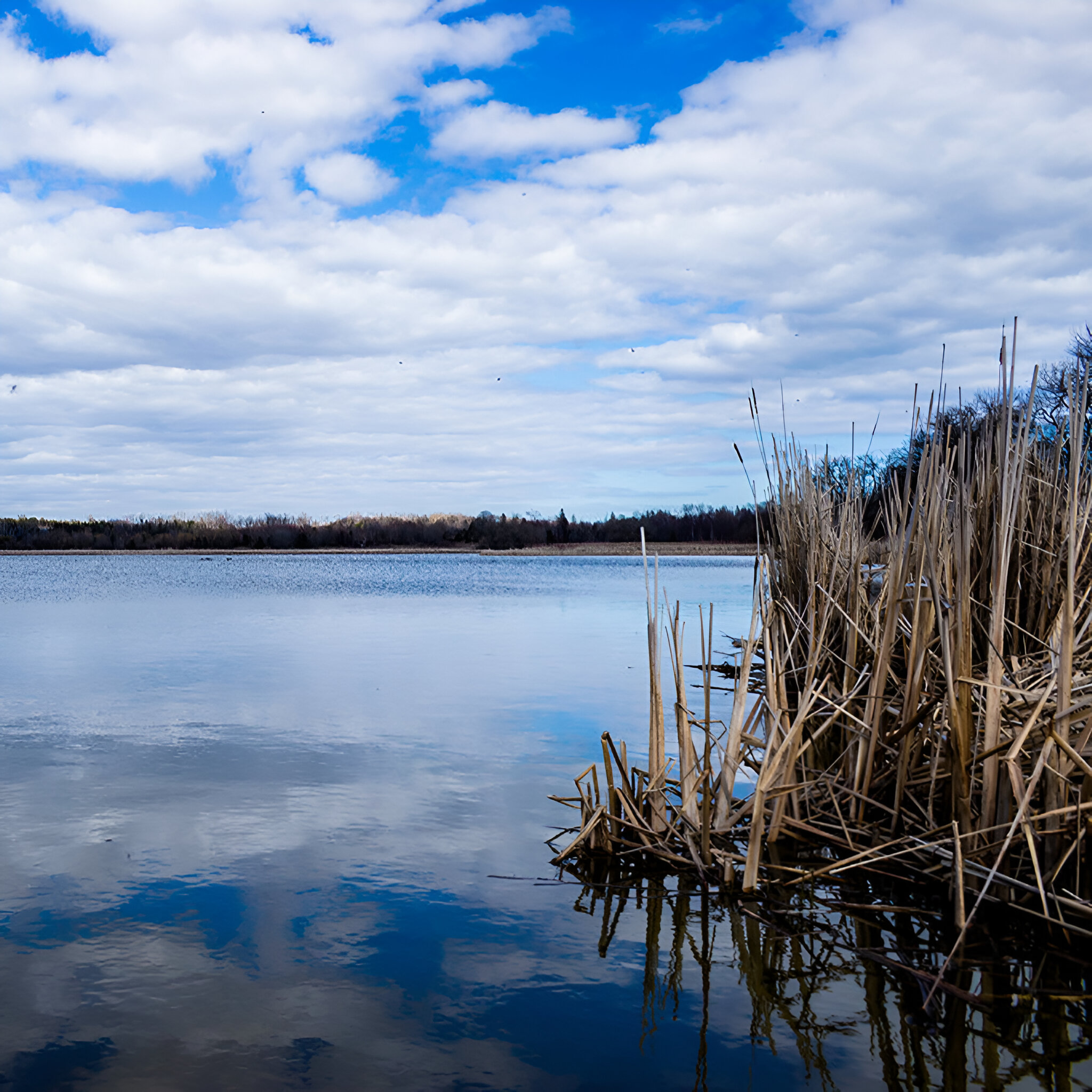 Lake Ontario is a convenient 5-minute drive, and nature is just steps away from Mondria 1 - the beautiful Farewell Creek Park is just across the street.